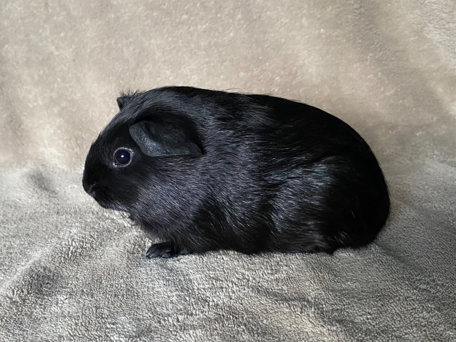 Capellas Saya - Hun - Ensfarvet Sort