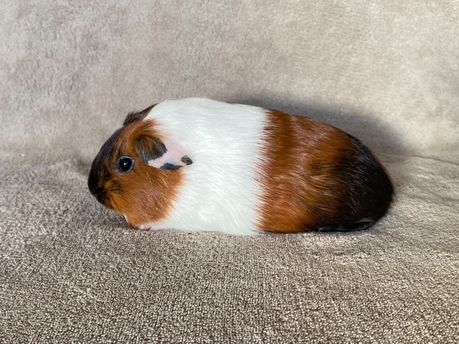 Capellas Smukke Sally - Hun