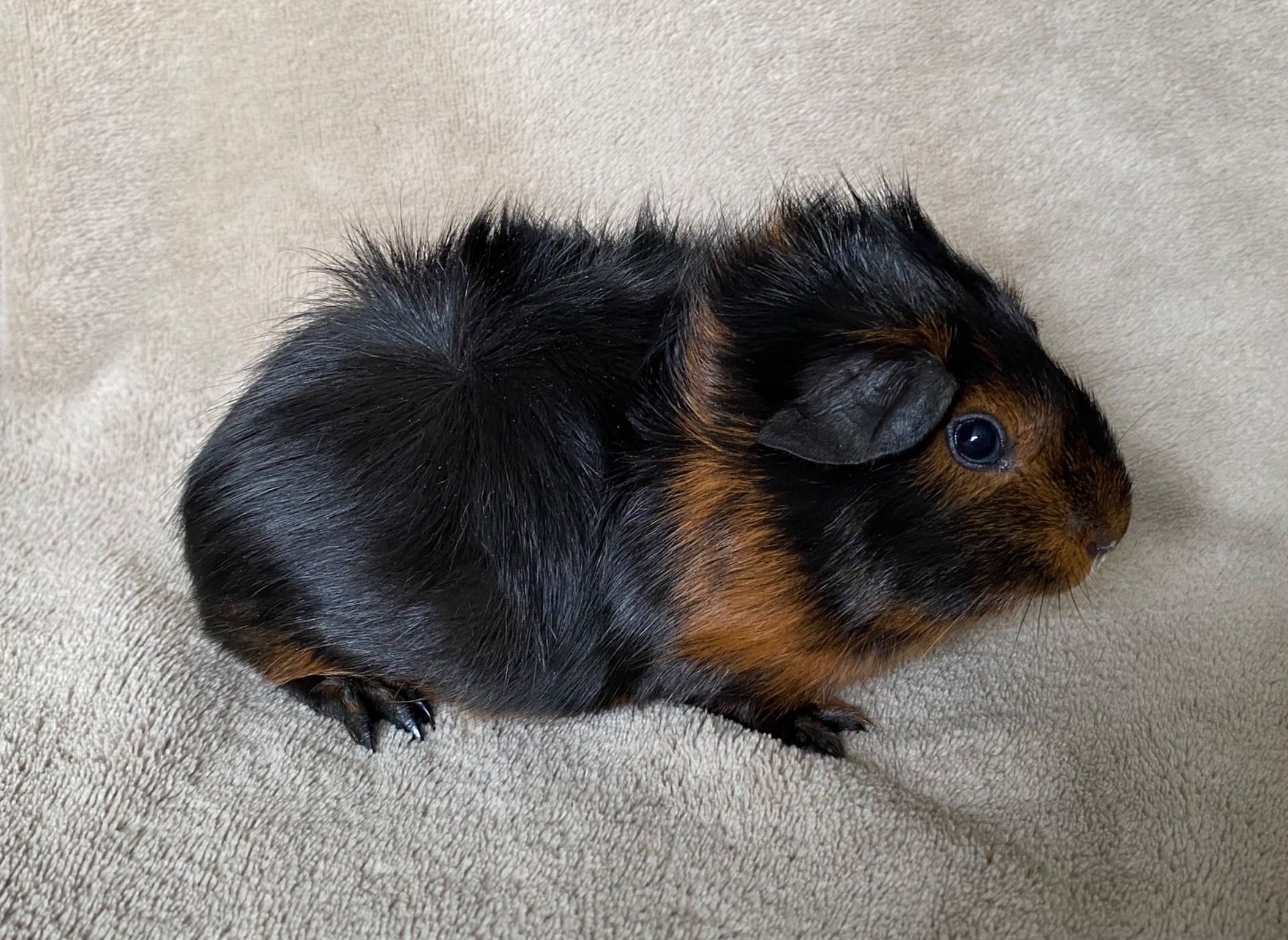 Capellas Tordenskjold - Han