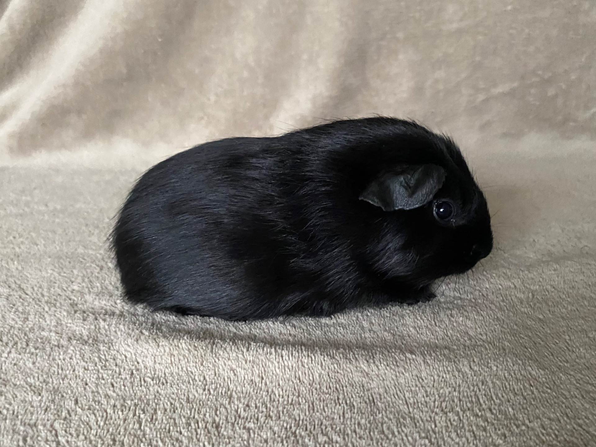 Capellas Black Micrale - Ensfarvet sort