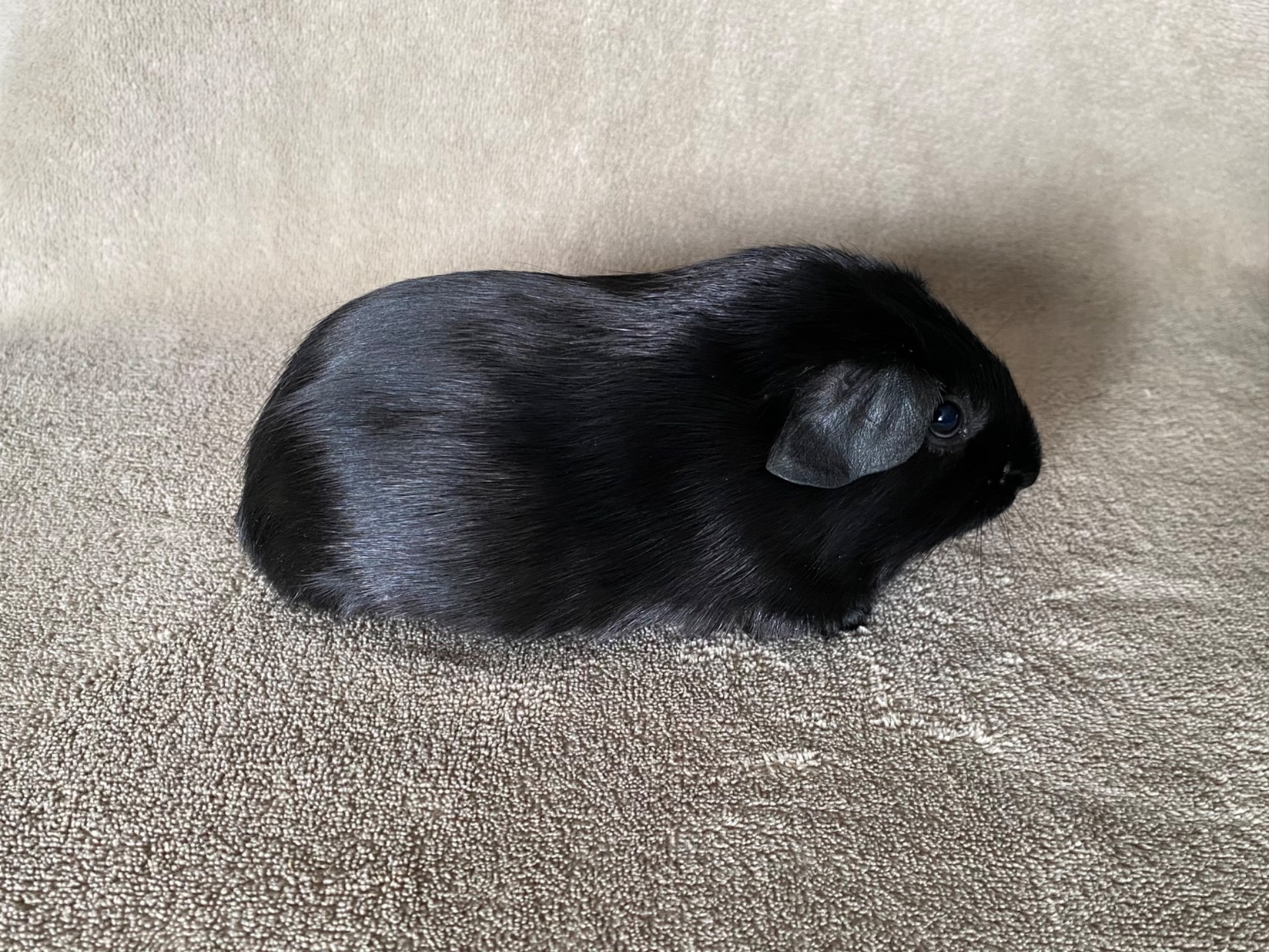 Capellas Black Thunder - Han