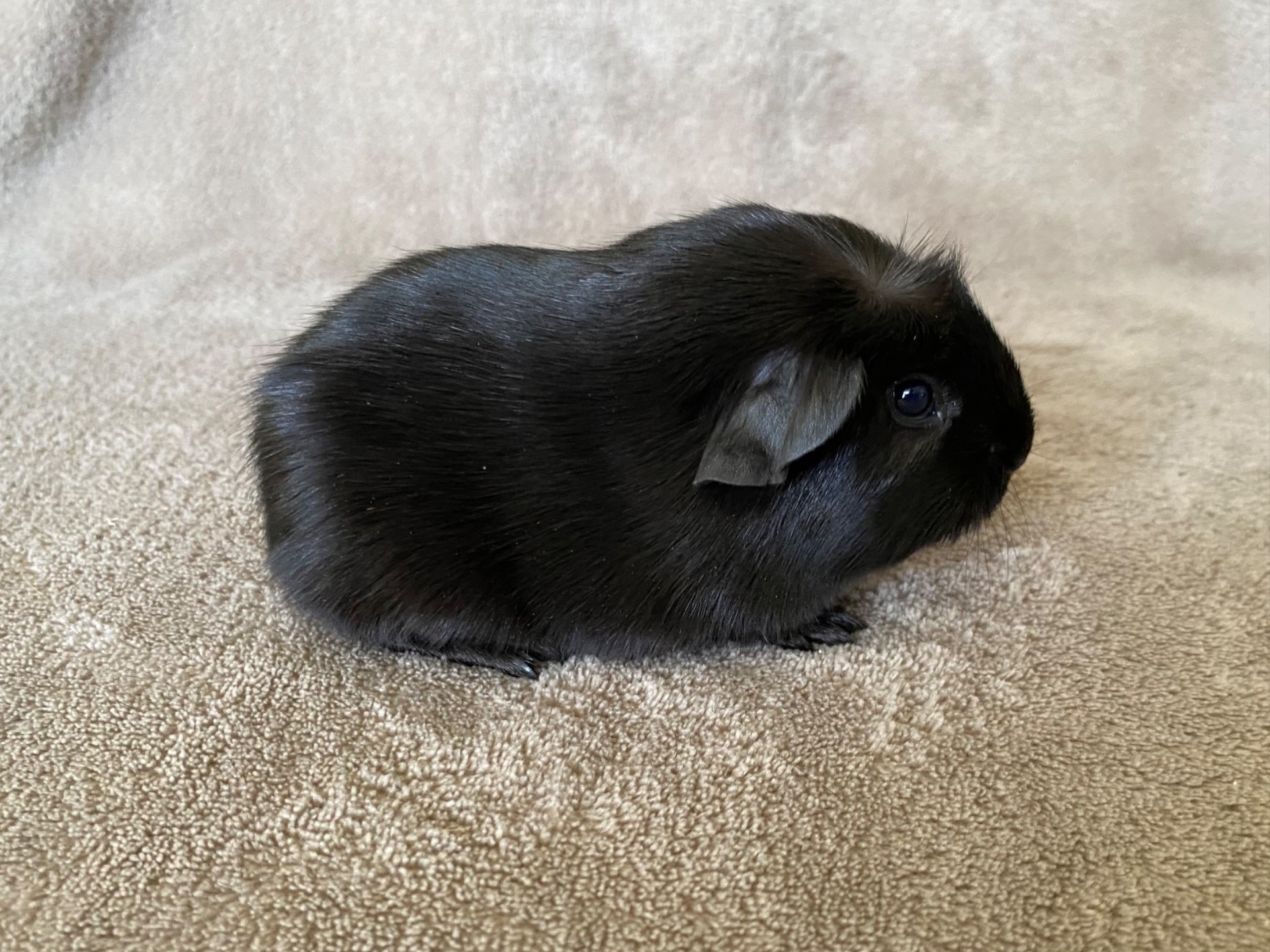 Capellas Linus - Han - 137 g. - Ensfarvet sort
