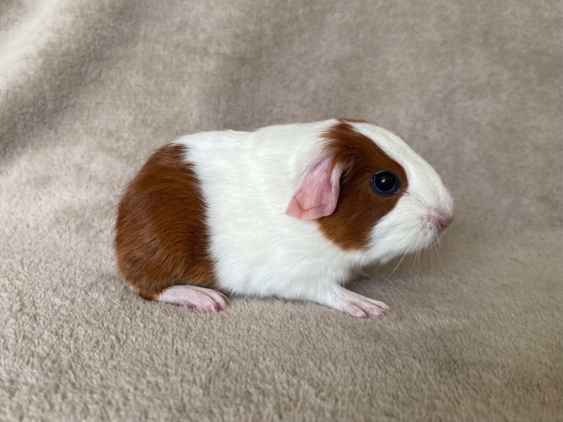 Capellas Nellie - Hun - 125 g.