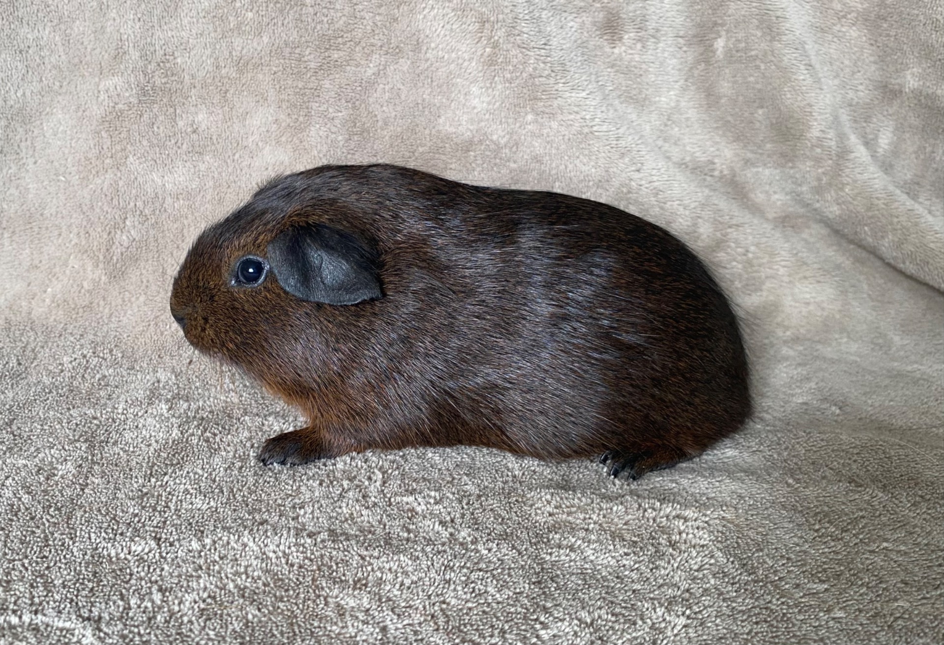 Capellas Boromir - Han - Gylden agouti